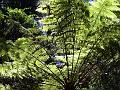 Tree fern, New England National Park IMGP1459